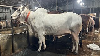 Sadeeq Agro বিশাল সাইজের গরুর কোলেকশন | Qurbani Collection 2026