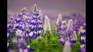 Node Wi 81 - Webintegration Del 2 - Slet Billede