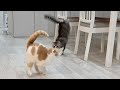 上から兄が急に飛びかかってきたときの猫のリアクションが可愛すぎましたwww