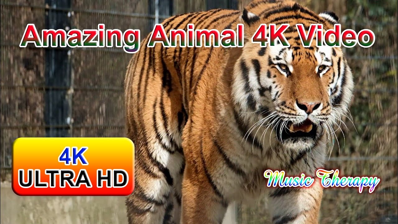 Most Amazing Moments Of Wild Animal 2022 - Wild Discovery Animals || 4K Video Part -1