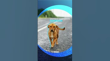 4 Nisan Sokak Hayvanları Reels