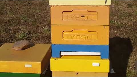 улья лысонь Вологодские