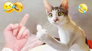 Best Funny Animals 2024🥰Funniest Dogs and Cats😽🐶😁part 2