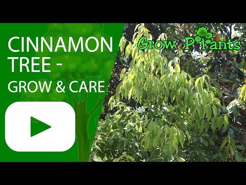 Cinnamon tree - growing & care