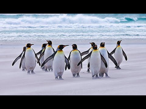 Как Передвигаются Пингвины