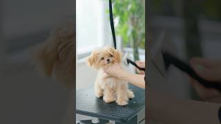 可愛い垂れ耳、ヘアカットしたらどうなる?