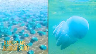 Dagat sa Mindanao, sinalakay ng sangkatutak ng blue jellyfish | Kapuso Mo, Jessica Soho