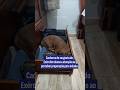 Cachorra de sargento do Exército chama a atenção ao perceber preparação para missão