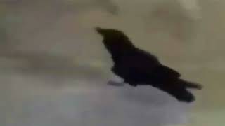 Crow car honk *speed up*