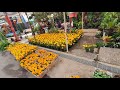 Mercado de flores y plantas 🌺🪴🌵🌳🌴🌻🌹 en cuemanco XOCHIMILCO