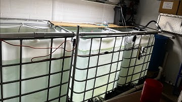 How To Aquaponics System  **DIY** One Week Follow-Up IBC Tote For Fish Grow Out Tank -  PART 3