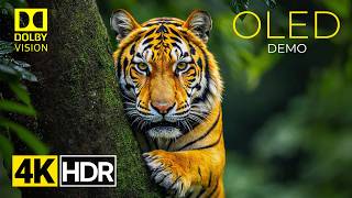 Most Powerful OLED Demo 4K HDR Dolby Vision | The wild Life
