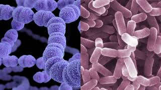 Cario Analyse Biological risk assessment