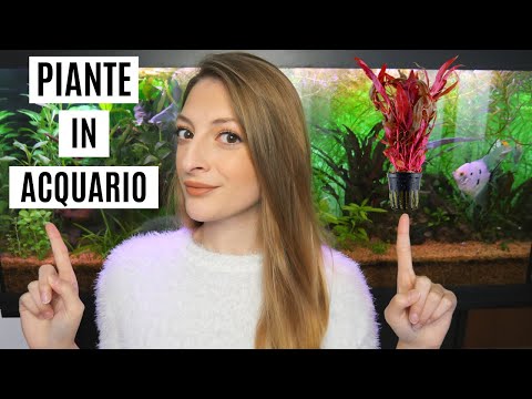 Video: Piante vive in acquari: una guida di pesce