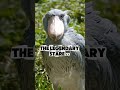 The Shoebill: The Dinosaur Bird With a Deadly Stare #Shoebill #AmazingAnimals #Wildlife #BirdFacts