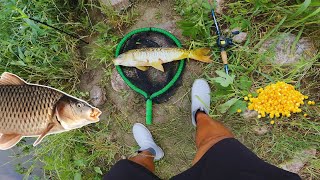San Antonio River Carp | Cheap Fun Fishing