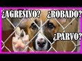 ⚠️ Riesgos de adoptar un perro de protectora o refugio canino