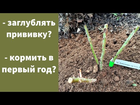 ВЕСЕННЯЯ ПОСАДКА РОЗ.
