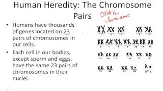 Human Heredity: The Chromosome Pairs