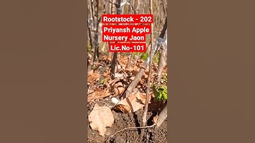 ###Nursery propagation. ..Rootstock