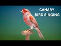 Bird singing | Canary Bird Singing
