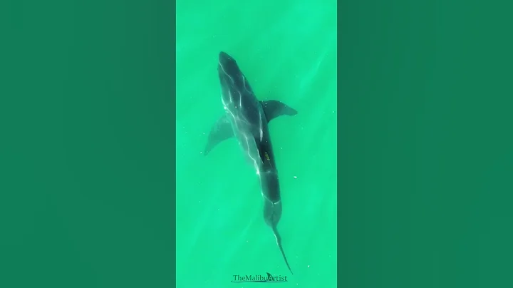 Great white sharks are as curious as people. This one was not camera shy! - DayDayNews