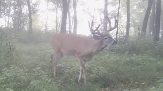 Where Early Bow Season Bucks Disappear To