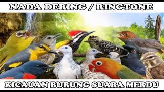 KUTILANG GACOR NADA DERING||RINGTONE SUARA BURUNG MERDU BANGET NADA DERING JERNIH