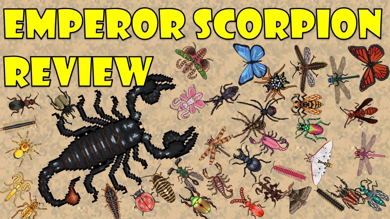 Emperor Scorpion Review - Pocket Ants - Smart Daddy