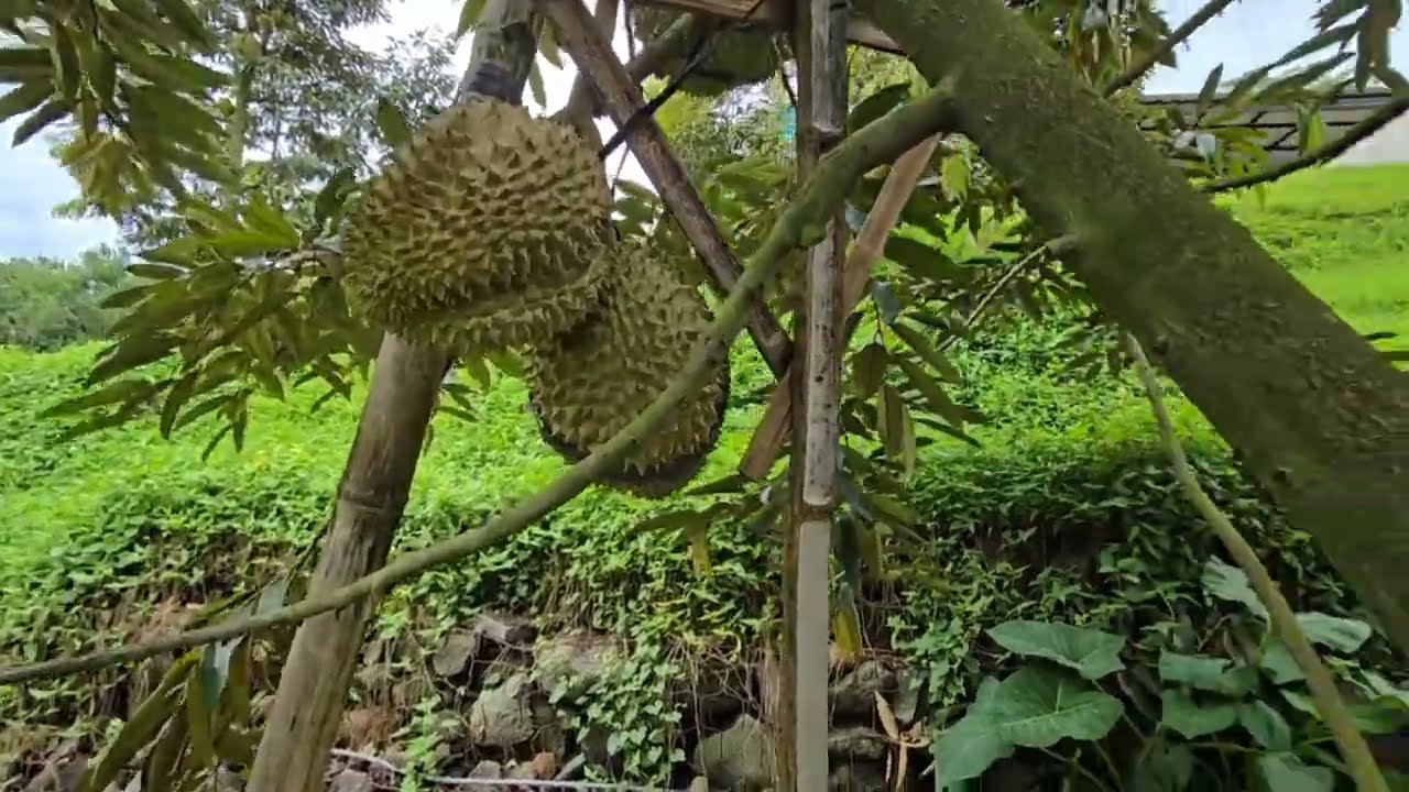 Pruning Pasca Berbuah, apa dampaknya?