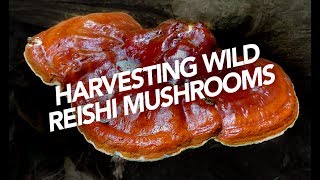 Harvesting Wild Reishi Mushrooms