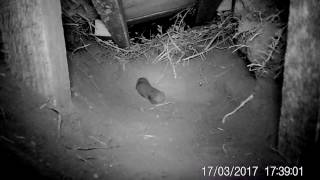 Cape Golden Mole rolling down slope