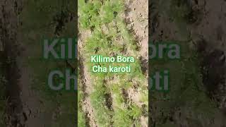 kilimo Bora Cha karoti