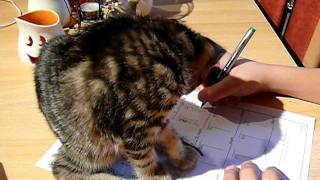 Kätzchen hilft bei Mathe/Kitty helps with maths