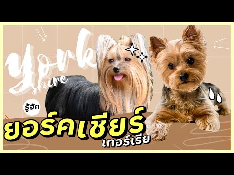 สุนัขสายพันธุ์ยอร์คเชียร์ เทอร์เรีย นิสัย การดูแลที่เหมาะสม (EP.21)