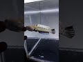 ini dia ikan galak