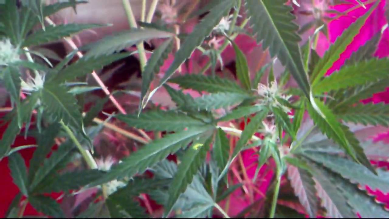 Lowryder 90w Ufo LED Grow Day 54 ( Buddha Seed Bank - Deimos )