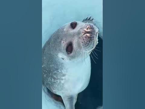 Милый морской котик - YouTube