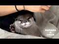 ニャムニャム言いながら手にかじりついてくる恐ろしいカワウソ　Otter Making Cute Noises While Gnawing on My Hair Tie