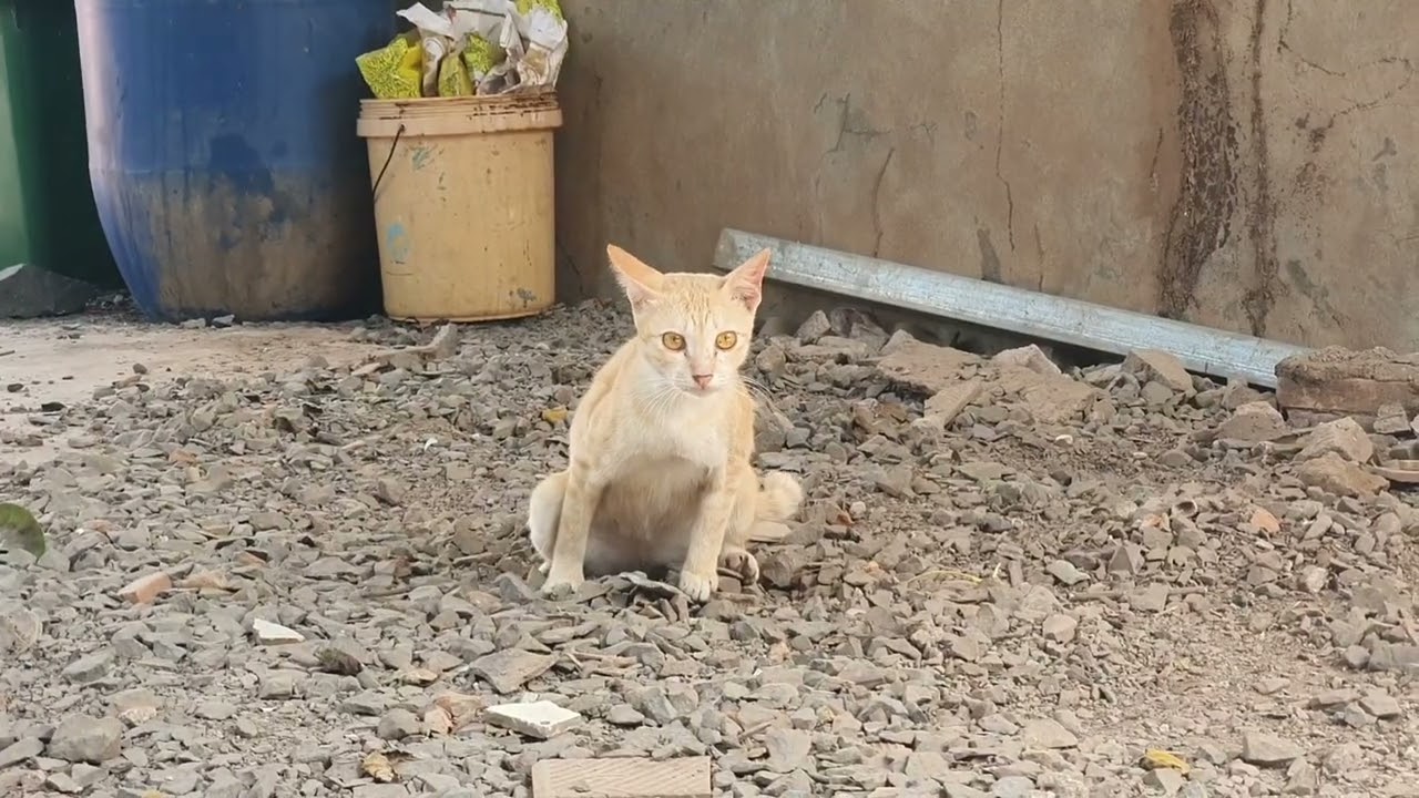 Real Life Cat Routine: Eating, Pooping & Being Adorable!