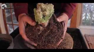 27) Root-Over-Rock Bonsai Tree, Sekijoju Bonsai Trees, How to Bonsai Technique Series मार्क बोन्साई