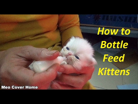 Baby Cat Drinking Milk from Feeding Bottle | Kittens Being ...