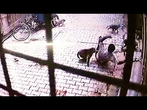 Download Caught on camera: Monkey gang attacks man in UP, forces him to the ground