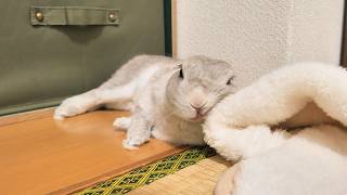 となりで一緒に昼寝してたはずのうさぎさんが居なくなったと思ったら、暑くて部屋の隅で体を冷却してた