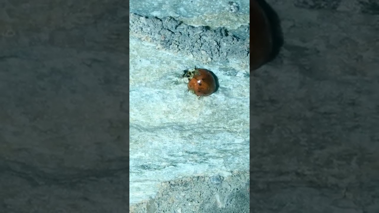 Ten-spotted Ladybird Beetle with Hesperomyces virescens Fungus￼