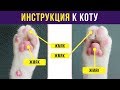 Приколы. ИНСТРУКЦИЯ К КОТУ | Мемозг #88