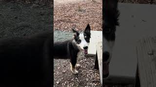 Chipper’s lost balls admonishment 🎾