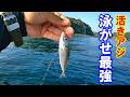 潮流最強エリア「加太」で挑む！活きアジ泳がせ釣り