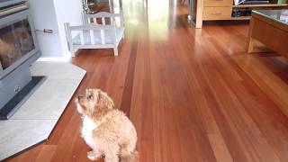 4 month old Cavoodle 'Teddy' Tricks Part 1