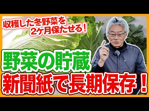 キャベツの保存方法｜家庭菜園のプロが教える長持ちさせる3つのコツ